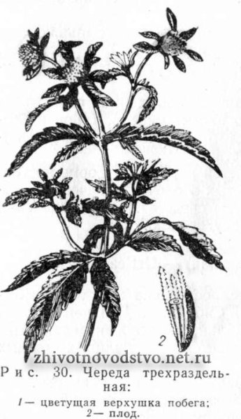 Строение плода череды
