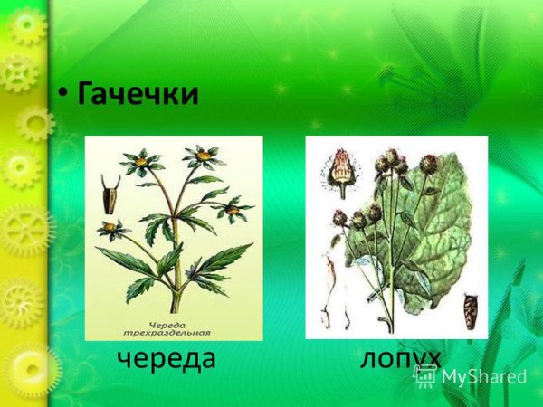 Строение плодов череды