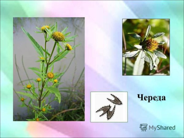 Способ распространения плодов череды