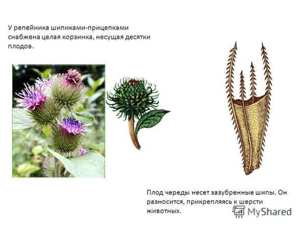 Строение плодов череды