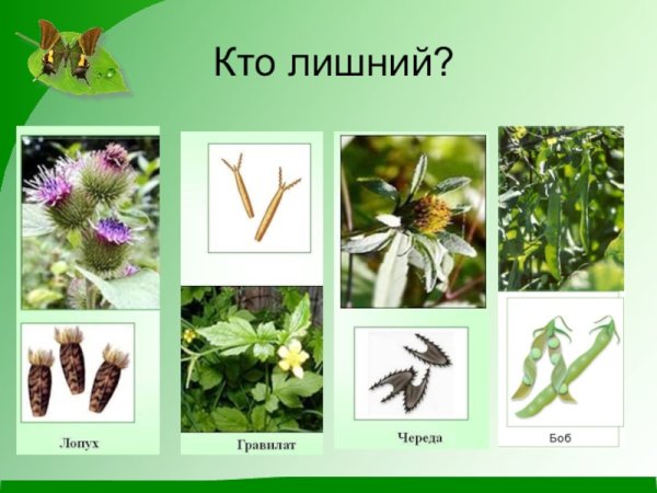 Череда трехраздельная строение