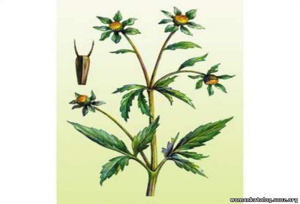 Череды трехраздельной Фармакогнозия