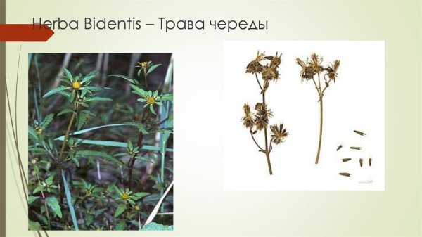 Плоды репейника и череды