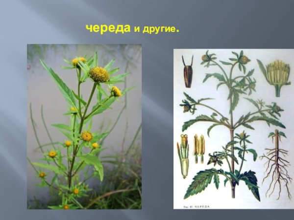 Плод одуванчика семянка