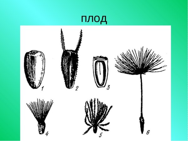 Череда трехраздельная плод