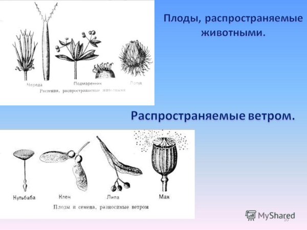 Череда трехраздельная плод