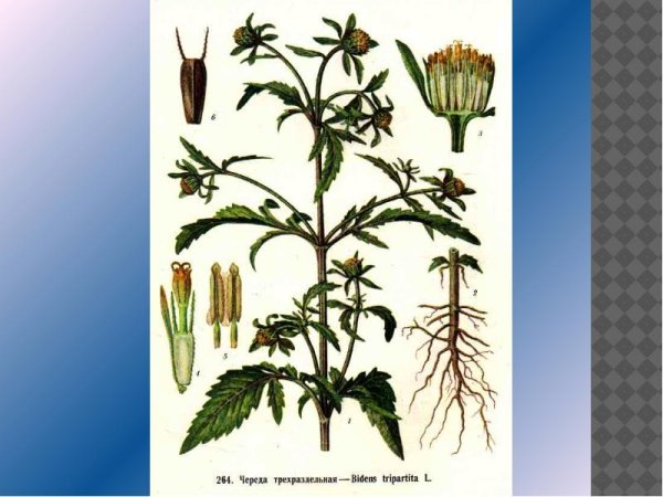 Способы распространения плодов и семян