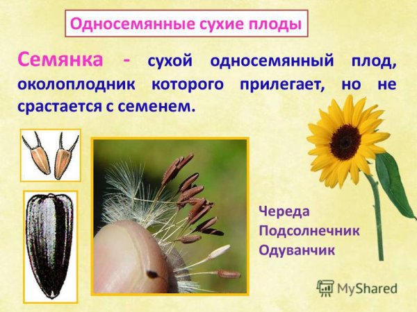 Распространение плодов и семян животными