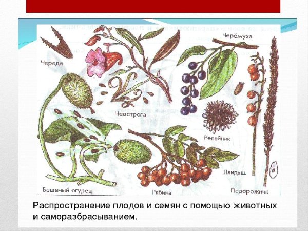 Строение плодов ясеня