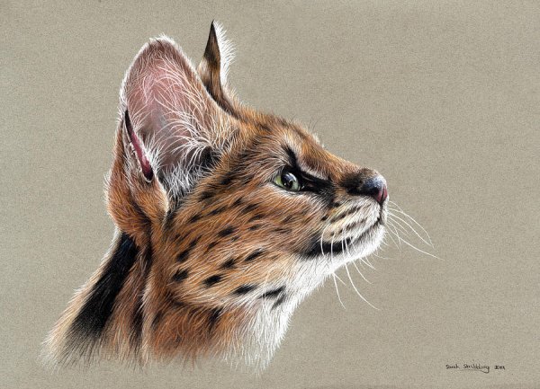 Сервал портрет