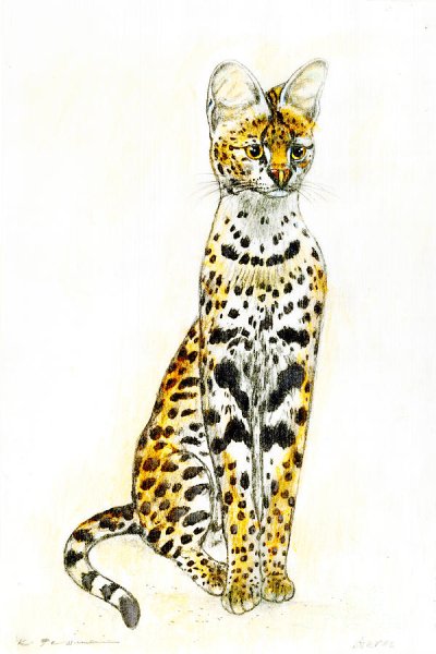 Сервал кошка