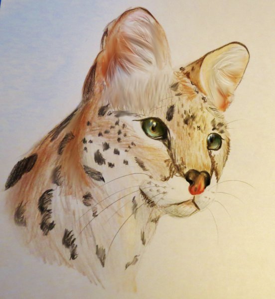 Сервал акварелью