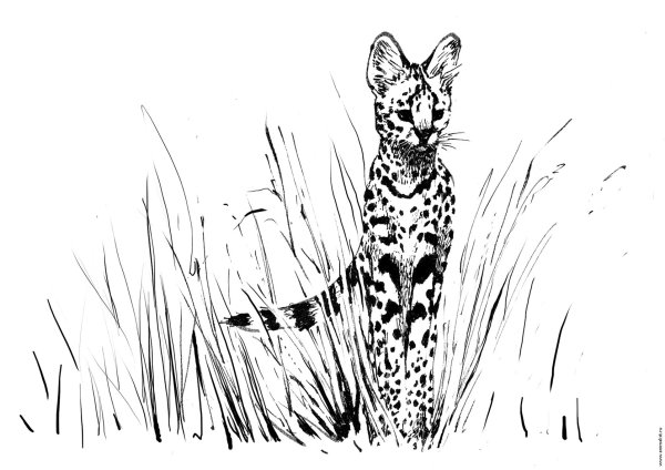 Сервал кошка