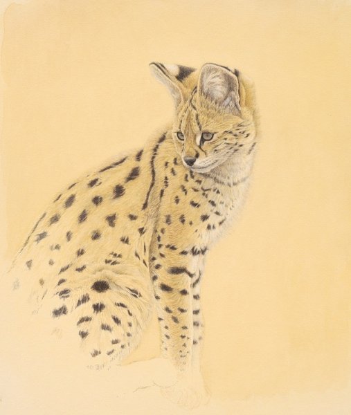 Сервал кошка арт