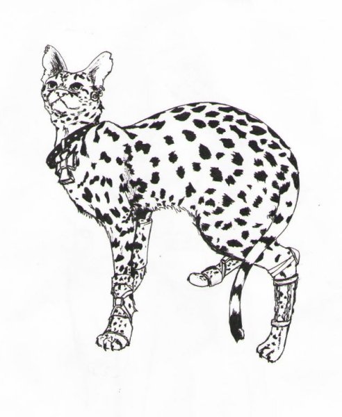 Сервал раскраска