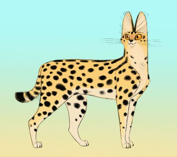 Сервал референс