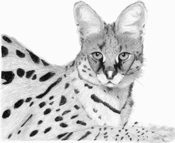 Сервал нарисовать