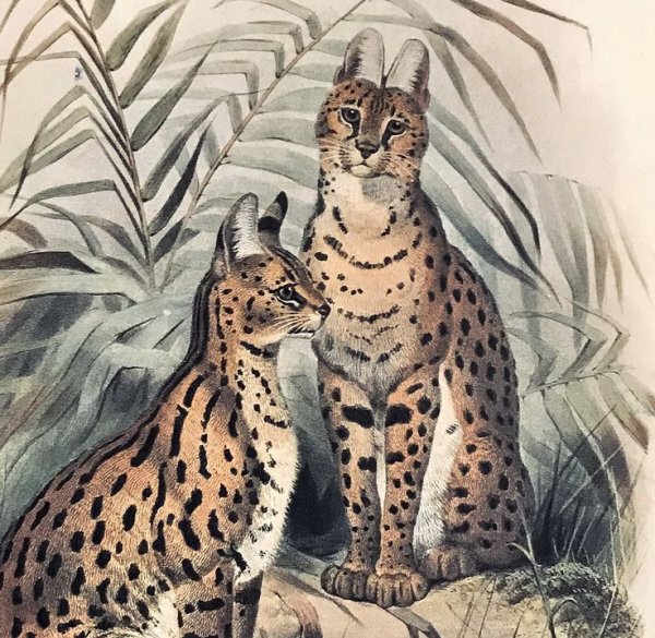 Сервал и пантера