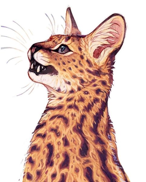 Giulialibard Рысь