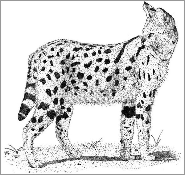 Разукрашка сервала