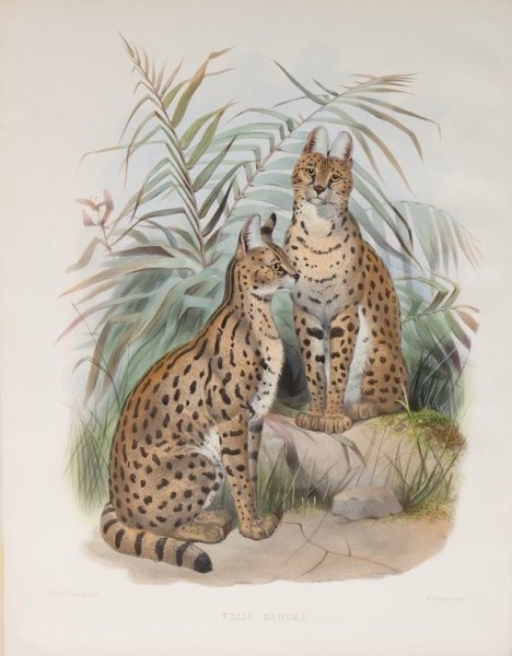 Сервал живопись