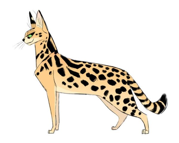 Сервал референс