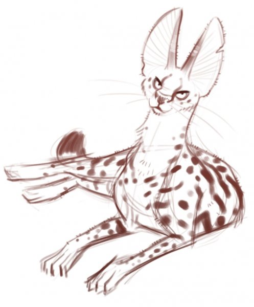 Сервал Фрилайн