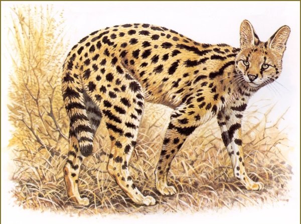 Сервал кошка арт