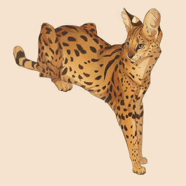 Сервал кошка