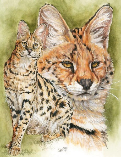 Красивые рисунки диких кошек