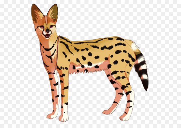 Сервал на белом фоне