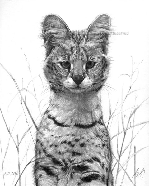 Сервал тату эскиз