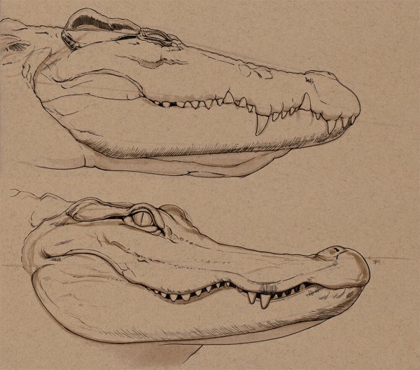Голова крокодила с открытой пастью