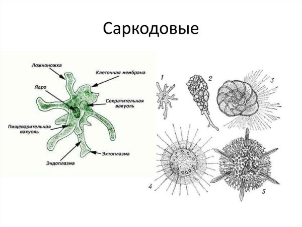 Класс Саркодовые Sarcodina