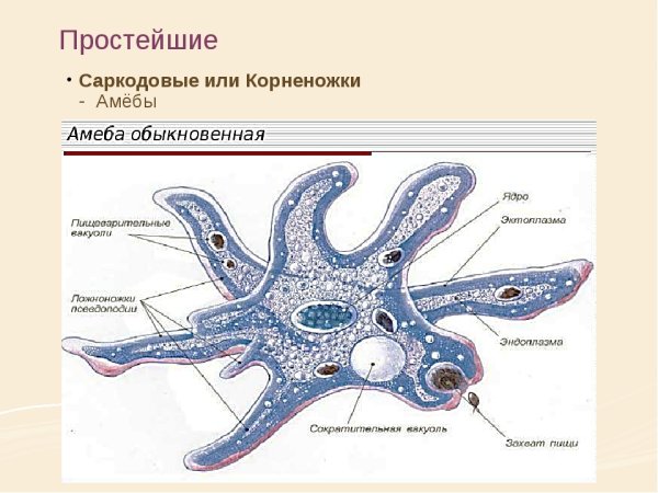 Саркодовые корненожки