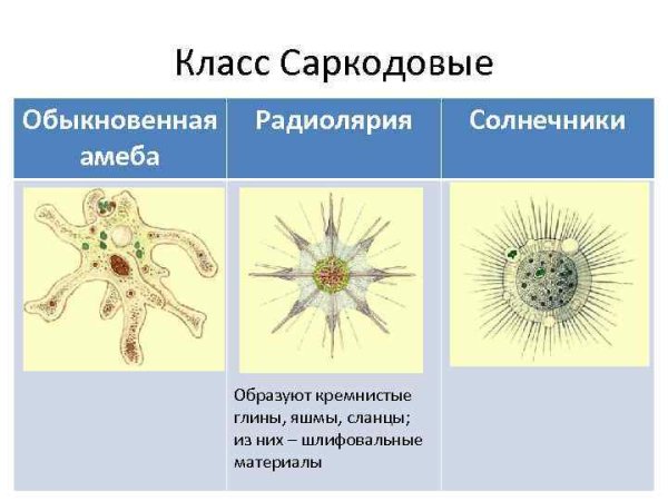 Саркодовые солнечники