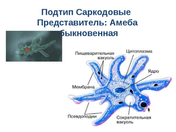 Тип простейшие (protozoa). Класс Саркодовые (sаrсоdina