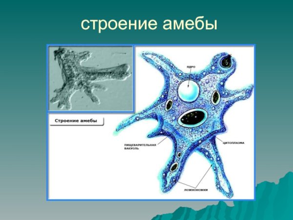 Саркодовые корненожки