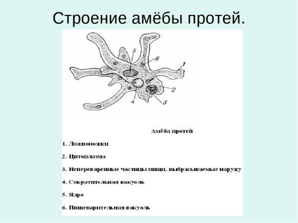 Строение амебы обыкновенной