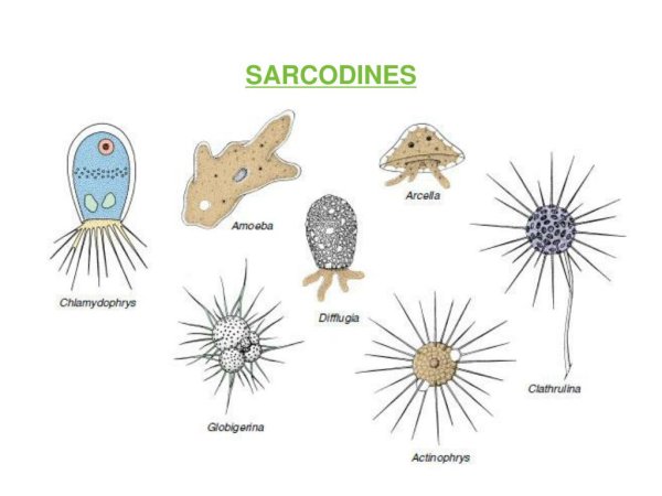 Раковинные корненожки диффлюгия и Арцелла