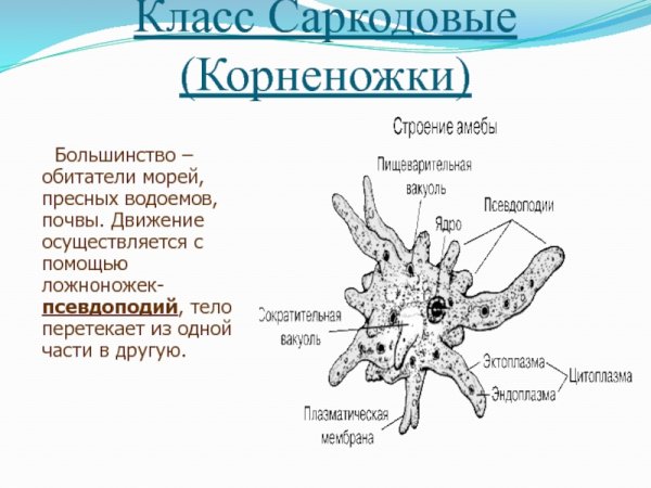 Корненожки представители