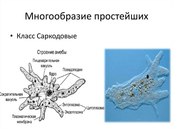 Саркодовые строение клетки