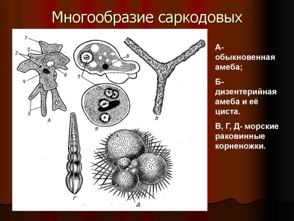 Тип Саркодовые корненожки