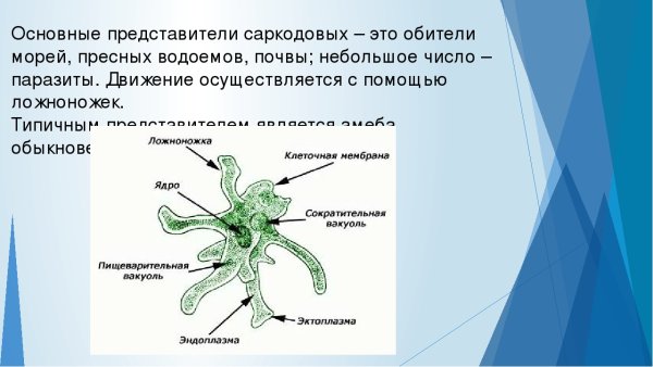 Размножение амёбы обыкновенной