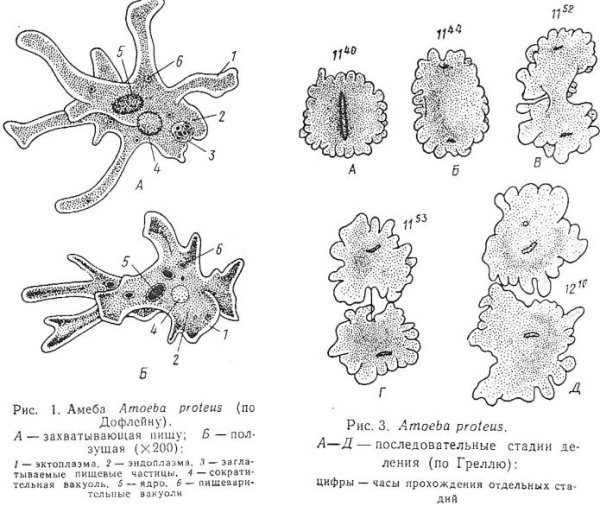 Строение простейшего организма амебы
