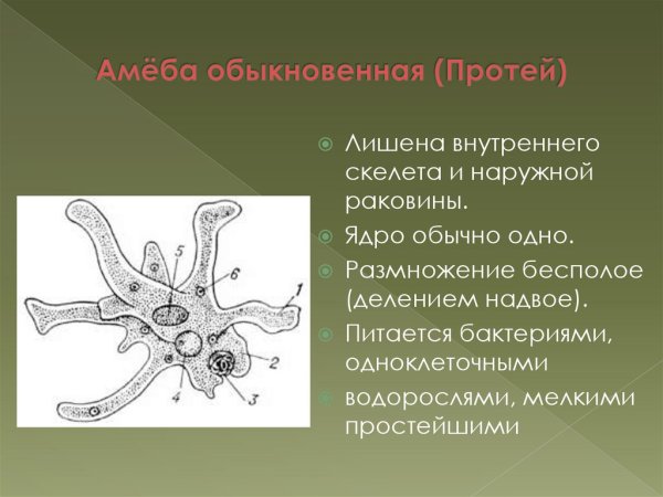 Корненожки без раковинок