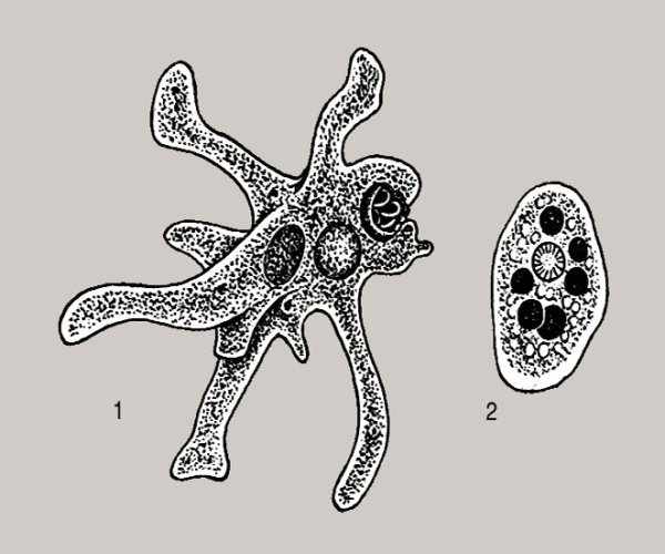 Амеба Протей Тип класс