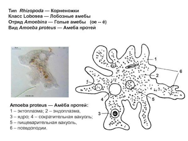 Строение амебы Протей