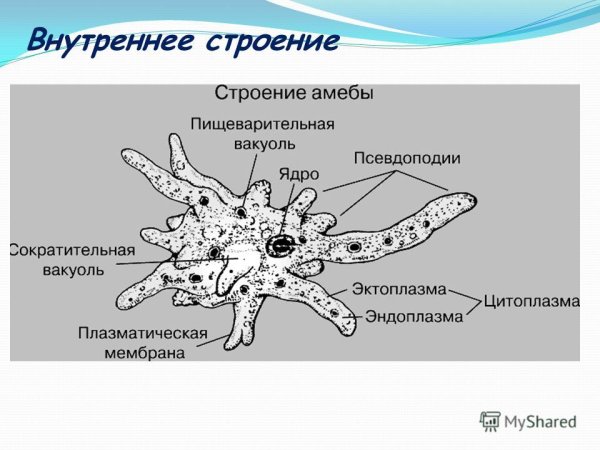Форма тела амебы Протей