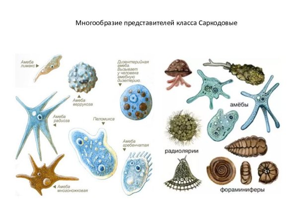 Амёба обыкновенная